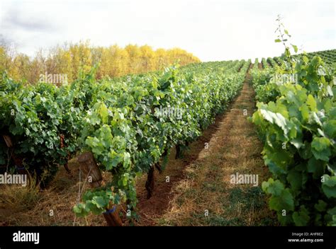 Australia Tasmania Pipers Brook Vineyard Stock Photo - Alamy