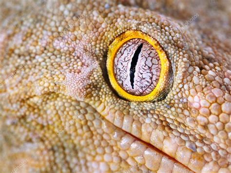 Leachianus Gecko Care Sheet | Wiki | Herps and Reptiles Amino