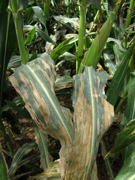 Northern corn leaf blight on sweet corn