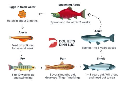 The Diagram Below Shows The Life Cycle Of A Salmon – NBKomputer