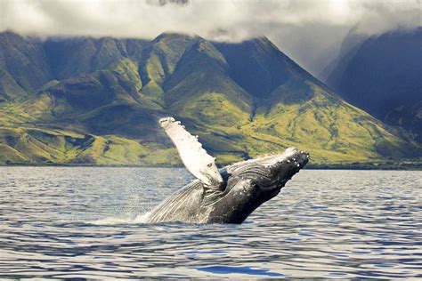 5 Best Maui Whale Watching Tours For 2023