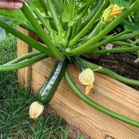 Zucchini ( Cucurbita pepo ) Hybrid Seeds - Mountain Top Seed Bank