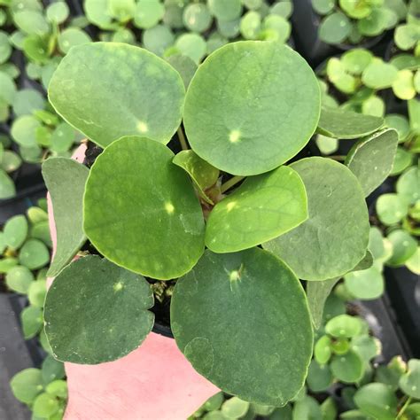 Pilea peperomioides - Chinese Money Plant (4.5" Pot) | Little Prince To Go