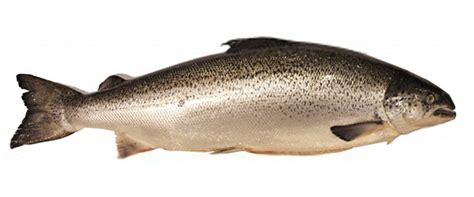 Atlantic Salmon - Good Fish Bad Fish