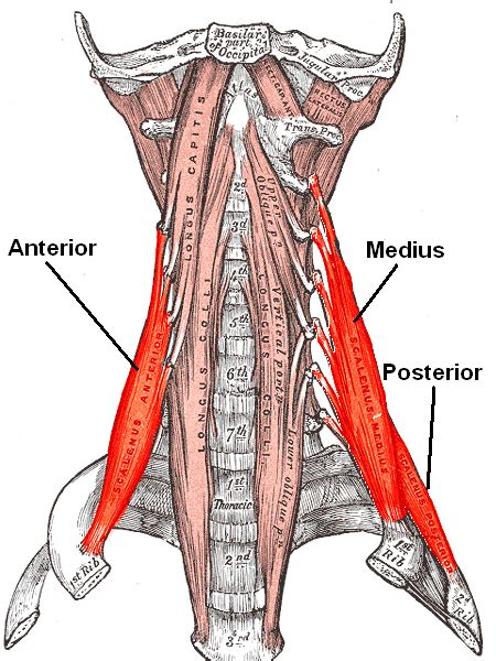 Psoas, Forward Head Posture and Scalene Muscles