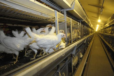 Trends and challenges in cage-free egg production - Poultry World