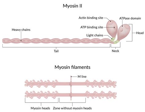 Myosin Filaments Are