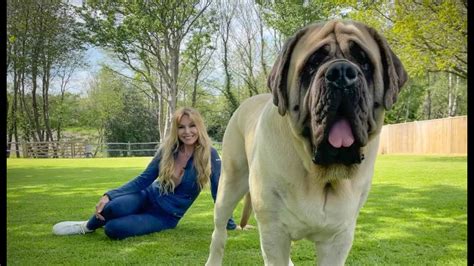 What Is The Biggest Mastiff Breed