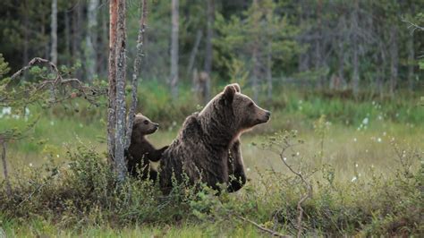 Grizzly Bear Cubs Playing