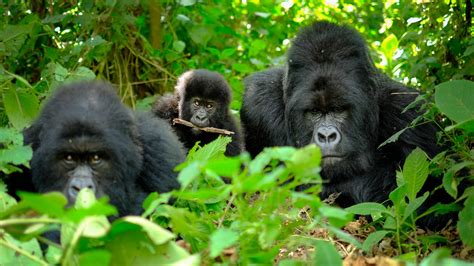 Gorilla Trekking in Volcanoes National Park | Rwanda Gorilla Trekking