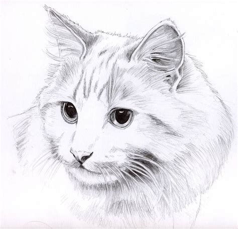 Pencil cat portrait by KingZoidLord Pencil Sketches Of Animals, Animal ...