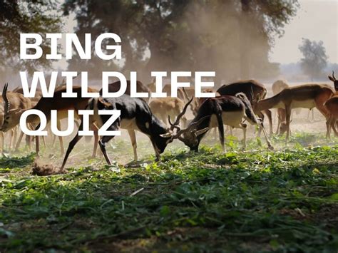 Bing Wildlife Quiz - Test Your Knowledge on Bing Quiz