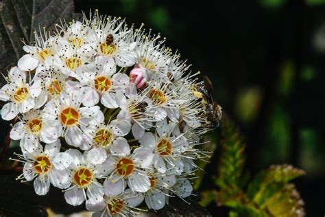 Forest Understory Plants | Trailside Museums and Zoo