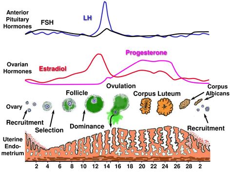 PPT - The Luteal Phase of the Estrous and Menstrual Cycle PowerPoint ...