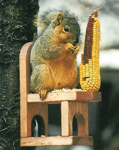 Squirrel Chair Feeder, Quality Handcrafted Cedar Squirrel Feeders at ...