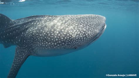 900th whale shark found in the Philippines