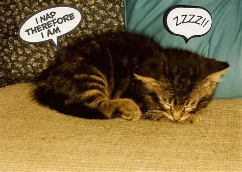 Lolcats - nap - LOL at Funny Cat Memes - Funny cat pictures with words ...