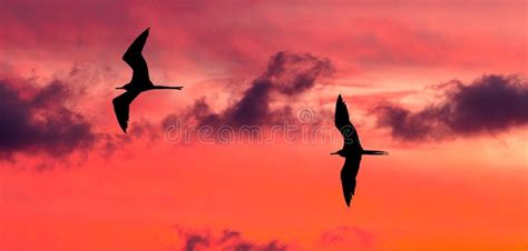 Beautiful Sunset Birds Flying Together Stock Photo - Image of animal ...