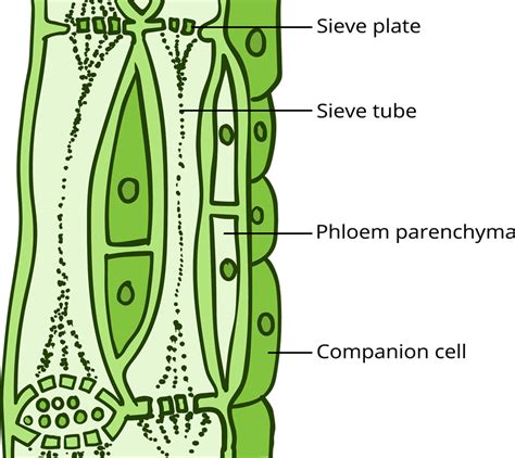 Phloem Tissue