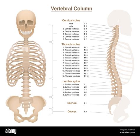 Skeleton with spine, thorax, pelvic bone and skull - labeled vertebral ...