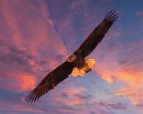 Eagle at Sunset Photograph by Deb Henman - Pixels