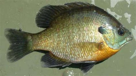 Bluegill Lepomis macrochirus