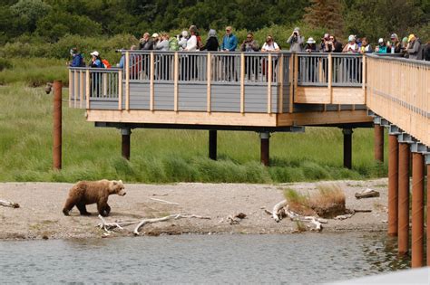 LIVE Bear cam: Brooks Falls - Katmai National Park, Alaska | TideFans.com