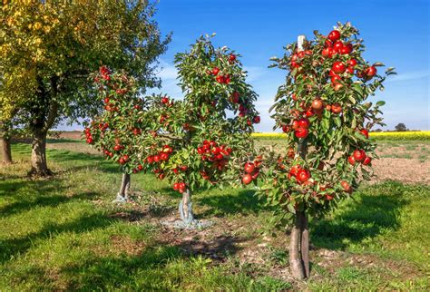 Planting Bare Root Fruit Trees – Black Gold