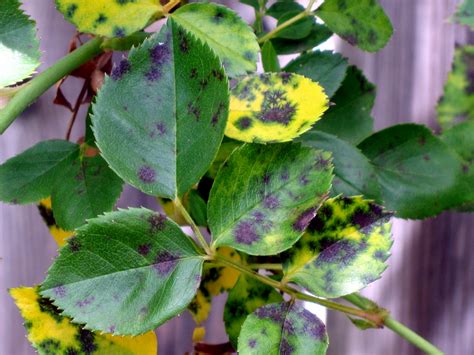 How to control Black spot on the rose leaves | How to use an organic ...