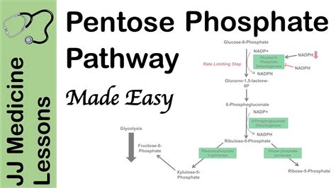 Pentose Phosphate Pathway - Regulation, Purpose and Importance in Human ...