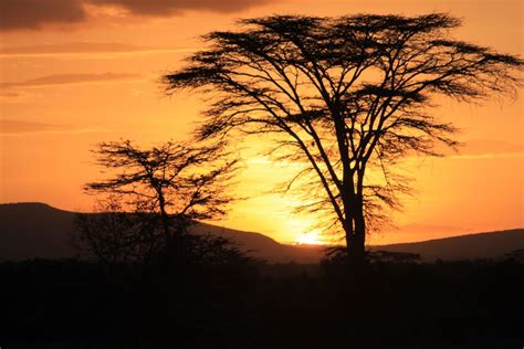 Sunset behind acacia tree | Smithsonian Photo Contest | Smithsonian ...