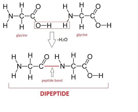 How many water molecules would be produced from the dehydration ...