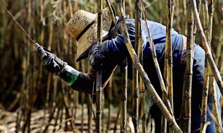 Images: sugar cane now | CANE: a responsive environment dancework