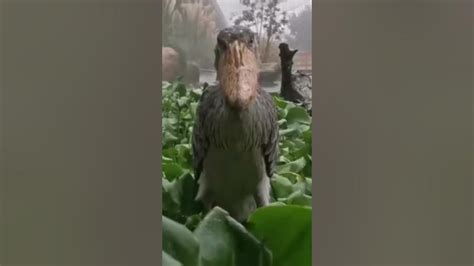 Bird staring meme (shoebill) - YouTube