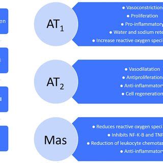 Angiotensin receptors and their roles. | Download Scientific Diagram