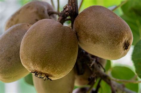 Kiwifruit: Plant Care & Growing Guide