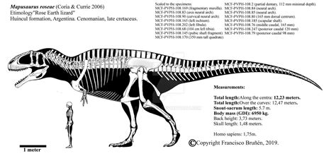 Mapusaurus roseae skeletal diagram. by Franoys on DeviantArt