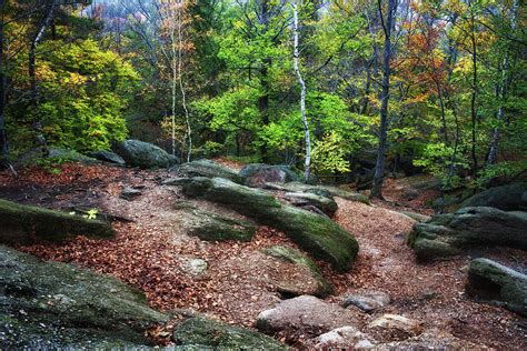 Clearing in Autumn Mountain Forest Photograph by Artur Bogacki - Fine ...