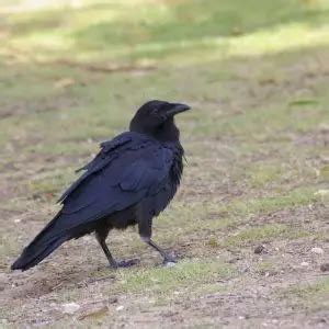 Australian Raven - Facts, Diet, Habitat & Pictures on Animalia.bio