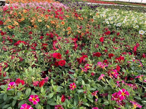 MILLION BELLS - calibrachoa hybrida - E-Cvijet