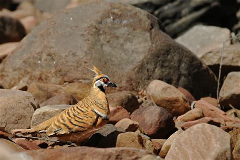 Uluru animals - Weird and wonderful creatures you can spot on your