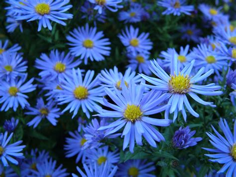 Blue Flowers Free Stock Photo - Public Domain Pictures