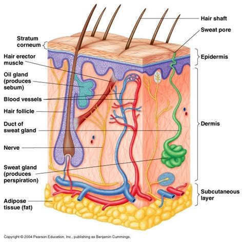 Human Anatomy Diagrams To Label - koibana.info | Skin anatomy, Human ...