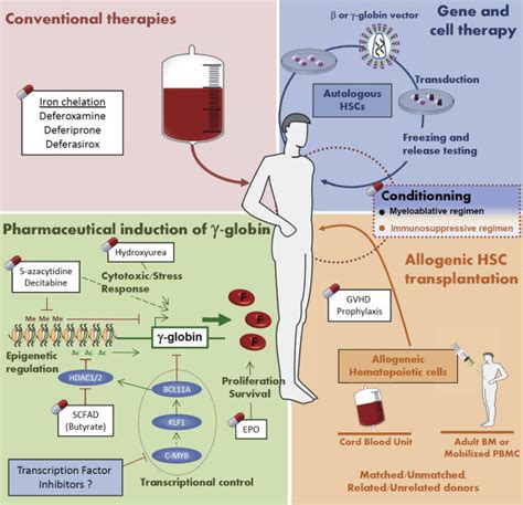 Factor Receptor: Beta Thalassemia Treatment