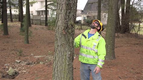 NCUFC Tree Felling Safety - YouTube