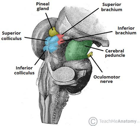 The Oculomotor Nerve (CN III) - Course - Motor - TeachMeAnatomy