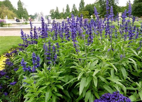 Sage Salvia Seeds Victoria Blue Mealy Cup Sage Easy to | Etsy in 2021 ...