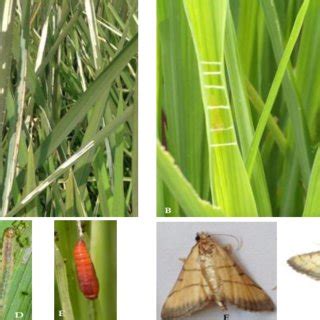 (PDF) A Way Forward to Combat Insect Pest in Rice