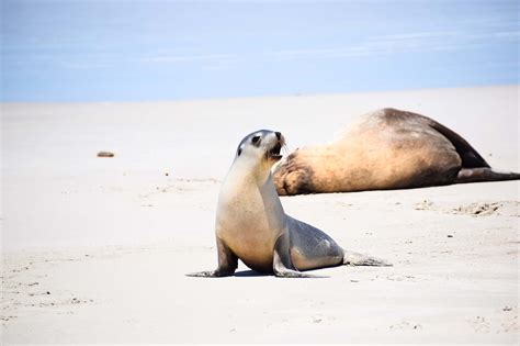 Visiting Seal Bay Conservation Park | Explore Shaw