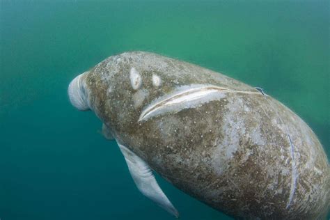 Manatees Are Frequently Hit and Injured By Boats In Florida - The Dodo